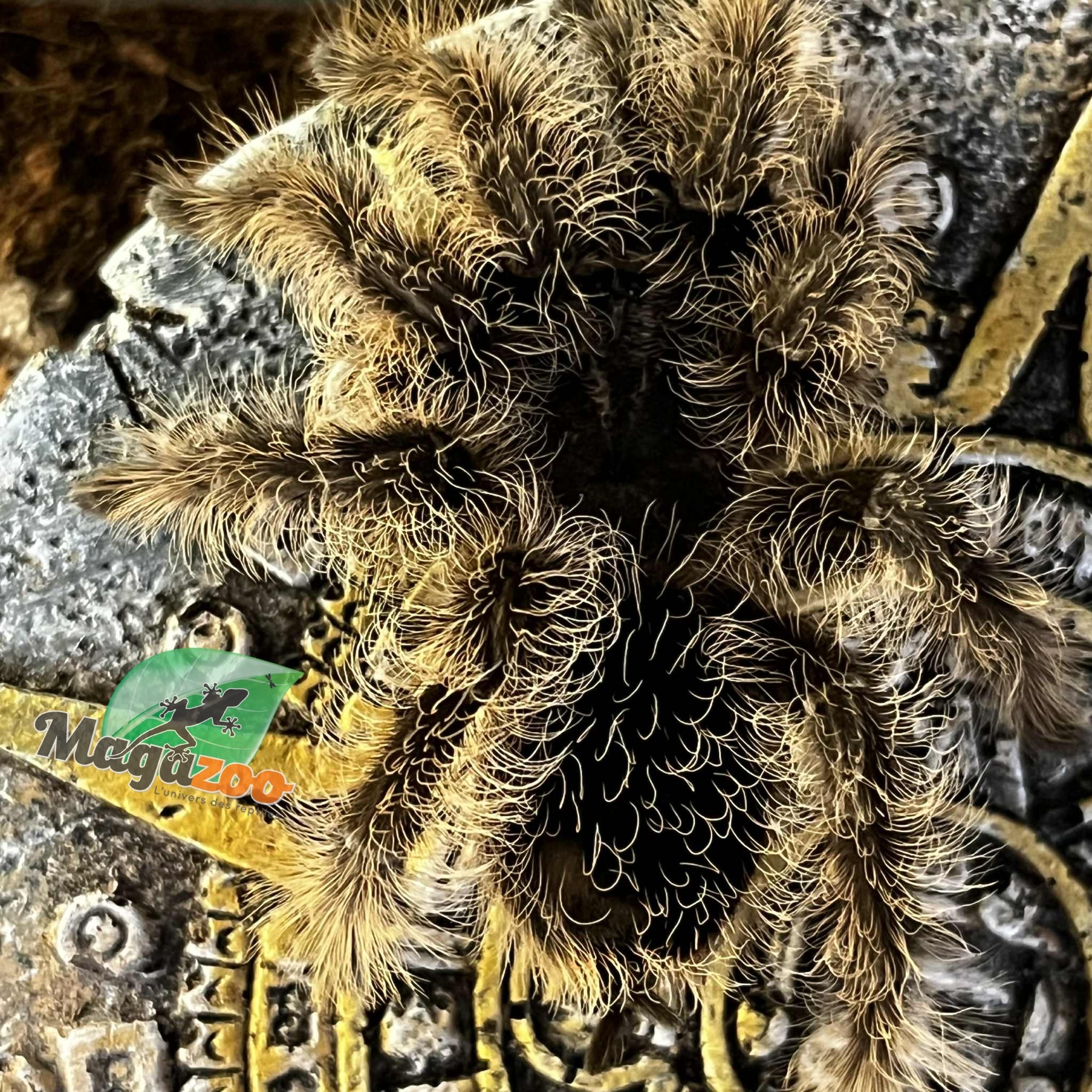 Magazoo Curly hair tarantula (3'')/Tlitocatl albopilosus