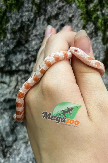 Magazoo Miami Candy Cane Sunkissed Baby female 2025 Corn snake