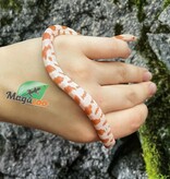 Magazoo Miami Candy Cane Sunkissed Baby female 2025 Corn snake