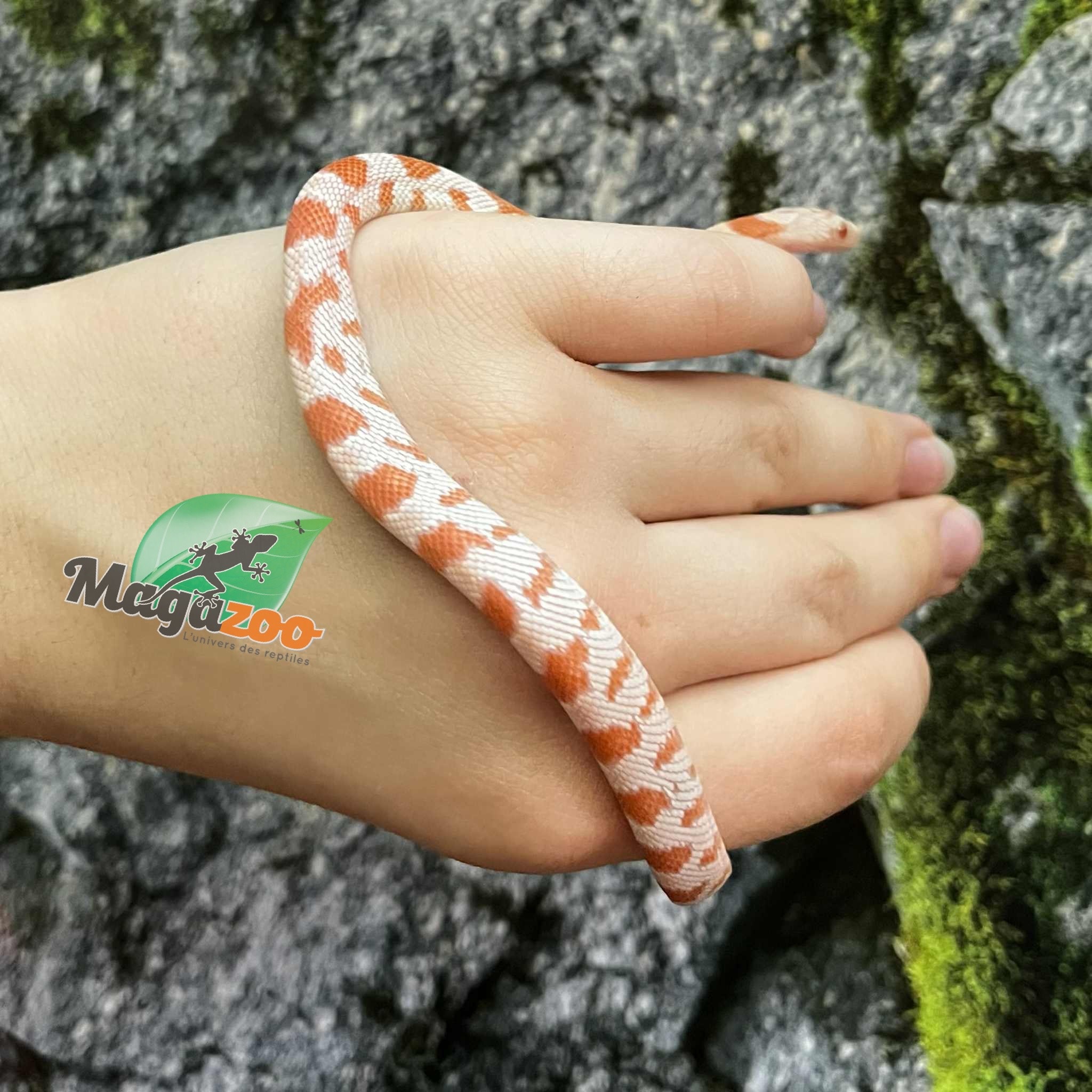 Magazoo Miami Candy Cane Sunkissed Baby female 2025 Corn snake