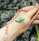 Magazoo Miami Candy Cane Sunkissed Baby female 2025 Corn snake