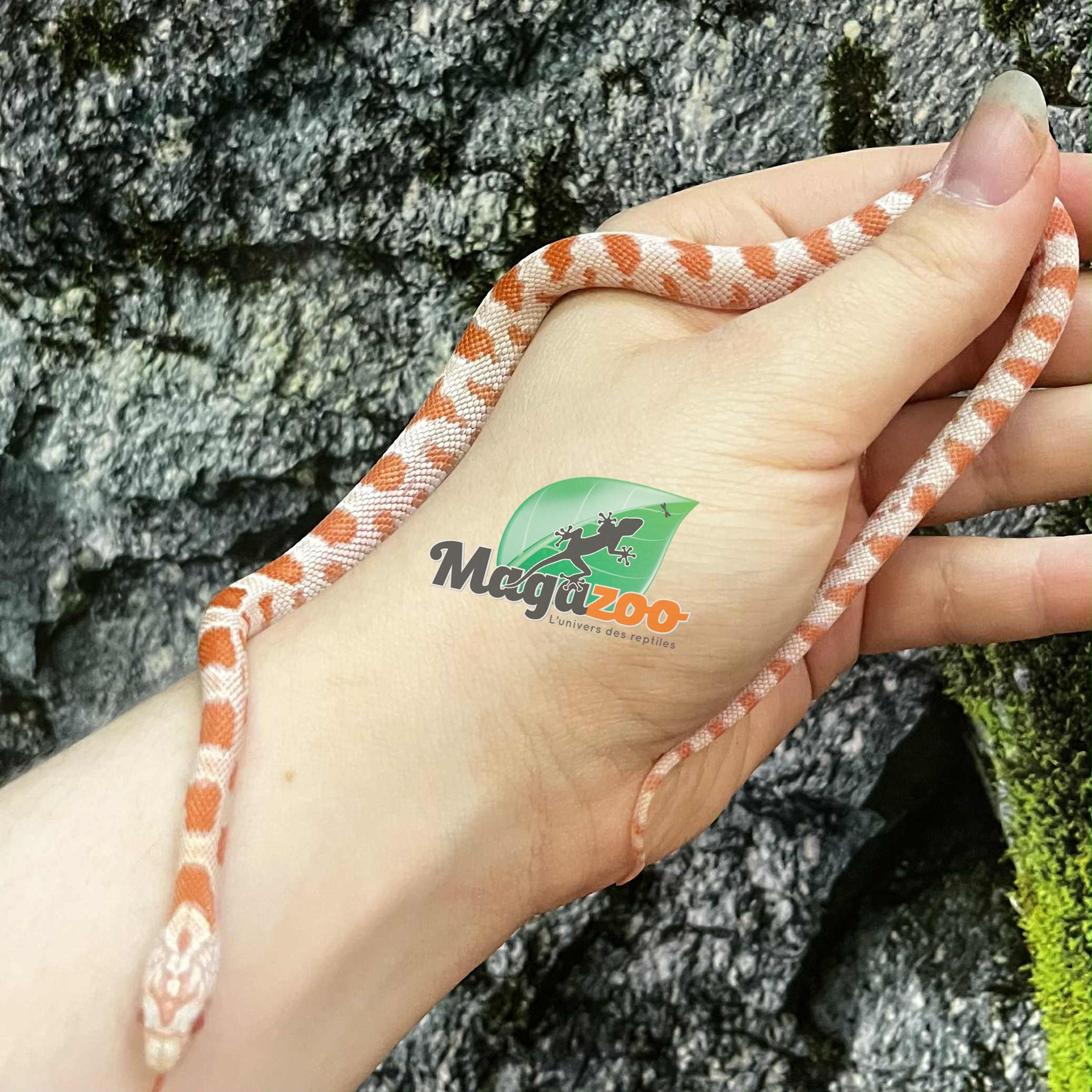 Magazoo Serpent des blés Miami Candy Cane Sunkissed Bébé Femelle 2025