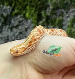 Magazoo Extreme red Albino anaconda Western Hognose 2024