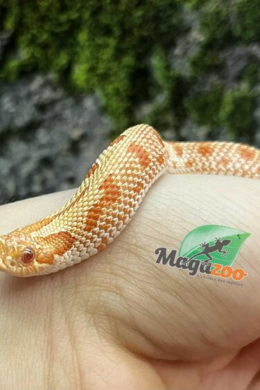 Magazoo Hétérodon de L'ouest Extrême Red Albino Anaconda Mâle 2024