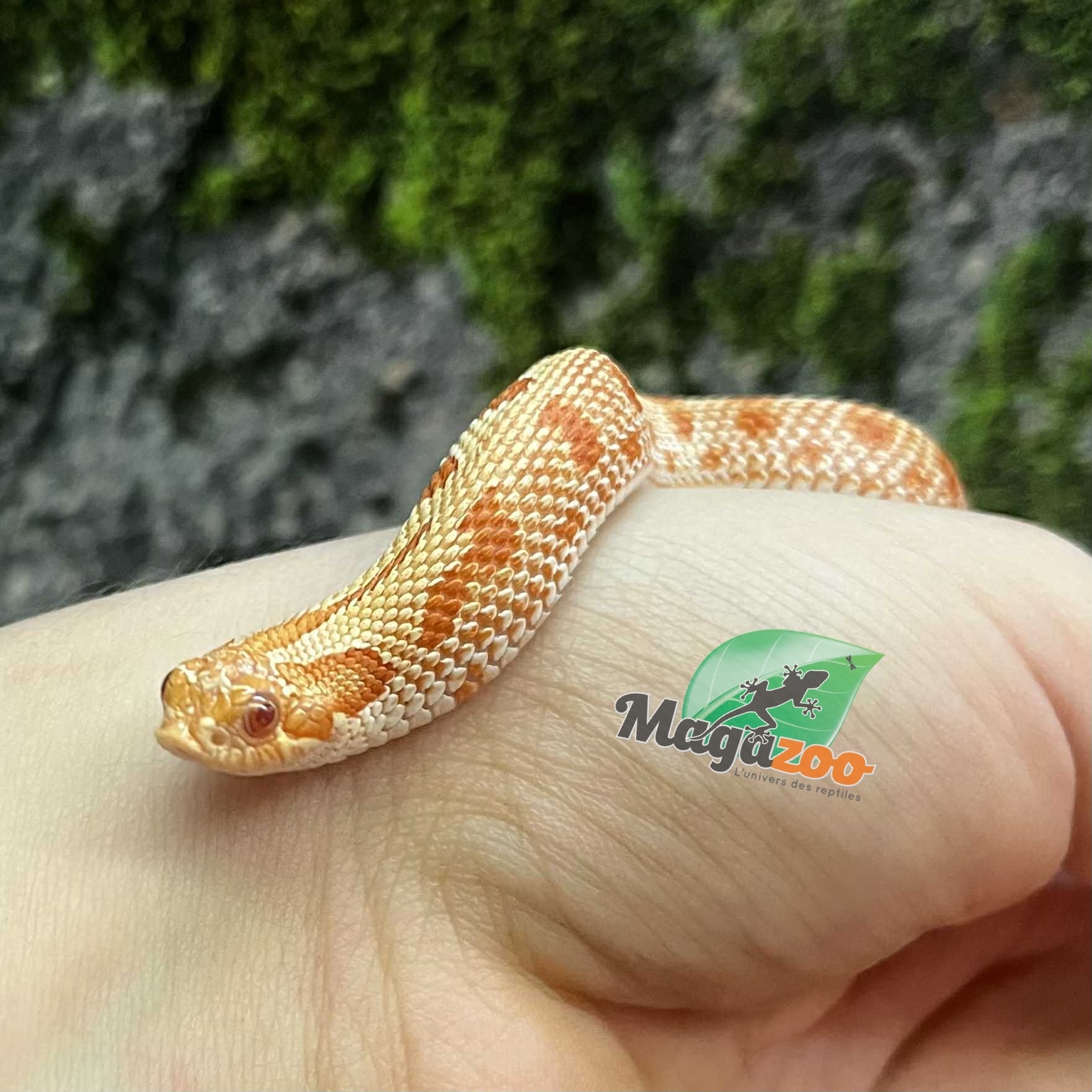Magazoo Extreme red Albino anaconda Western Hognose 2024