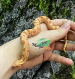 Magazoo Extreme red Albino anaconda Western Hognose 2024