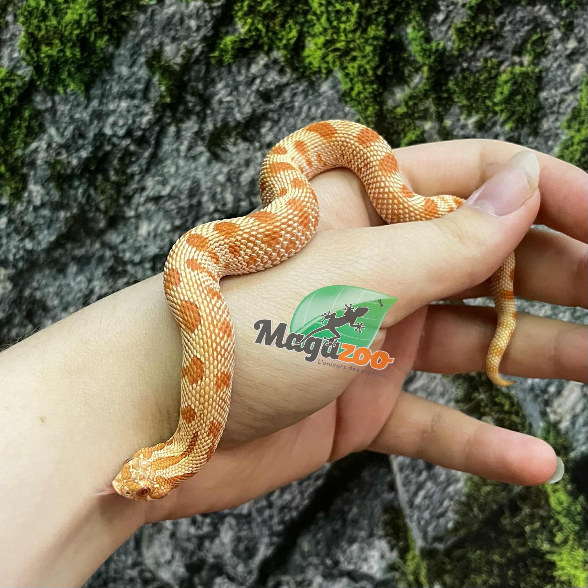 Magazoo Extreme red Albino anaconda Western Hognose 2024