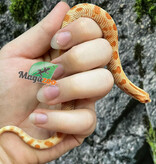 Magazoo Extreme red Albino anaconda Western Hognose 2024