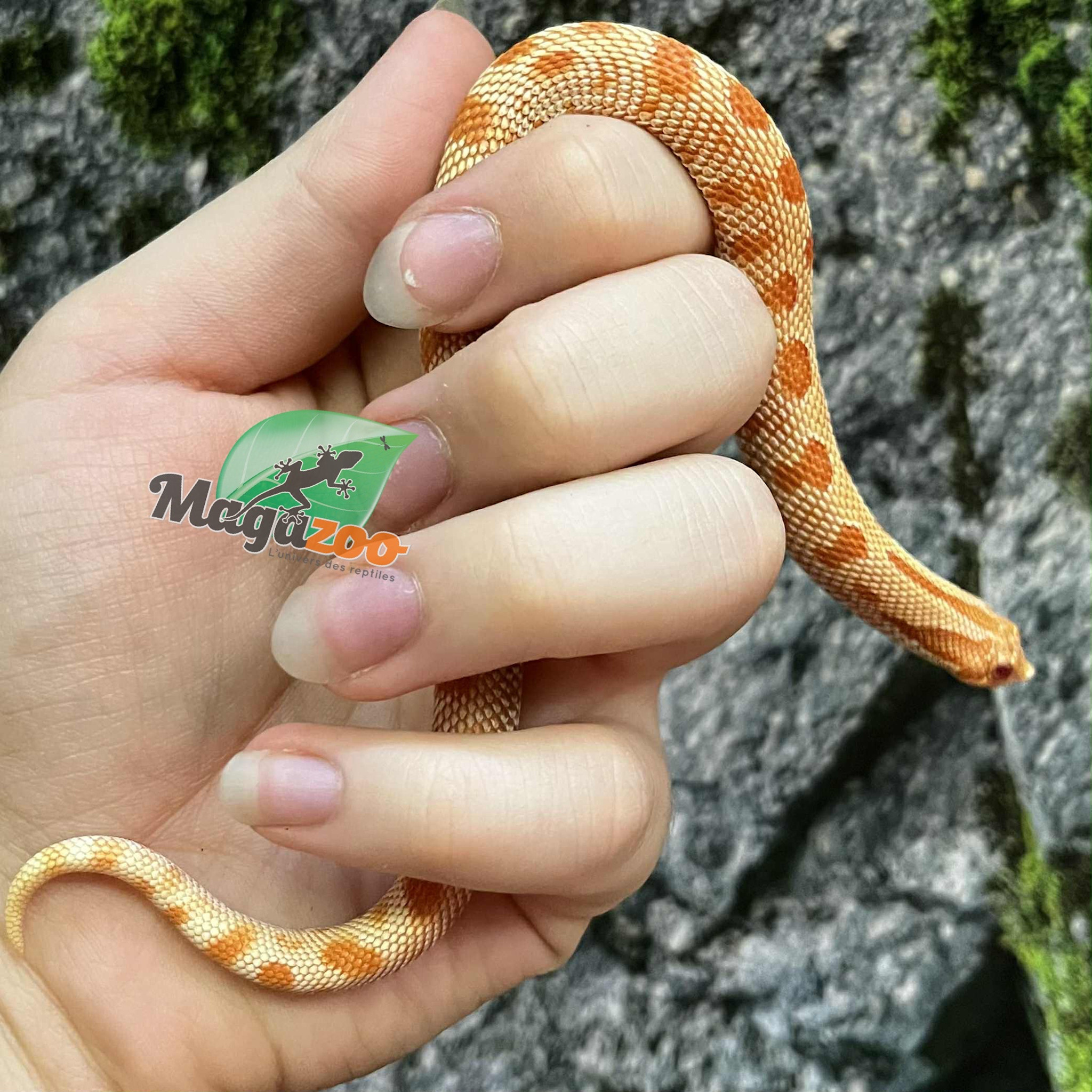 Magazoo Extreme red Albino anaconda Western Hognose 2024