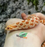 Magazoo Extreme Red Albino, Western Hognose 2024