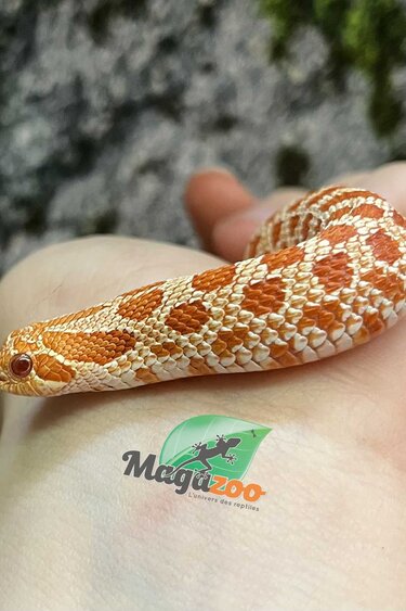 Magazoo Extreme Red Albino, Western Hognose 2024