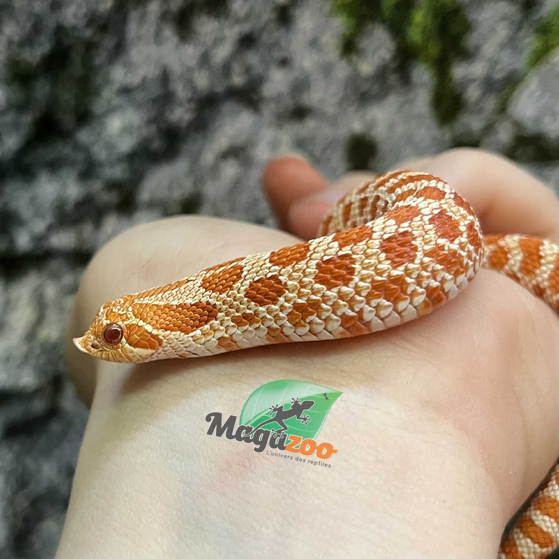 Magazoo Extreme Red Albino, Western Hognose 2024