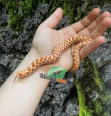 Magazoo Extreme Red Albino, Western Hognose 2024