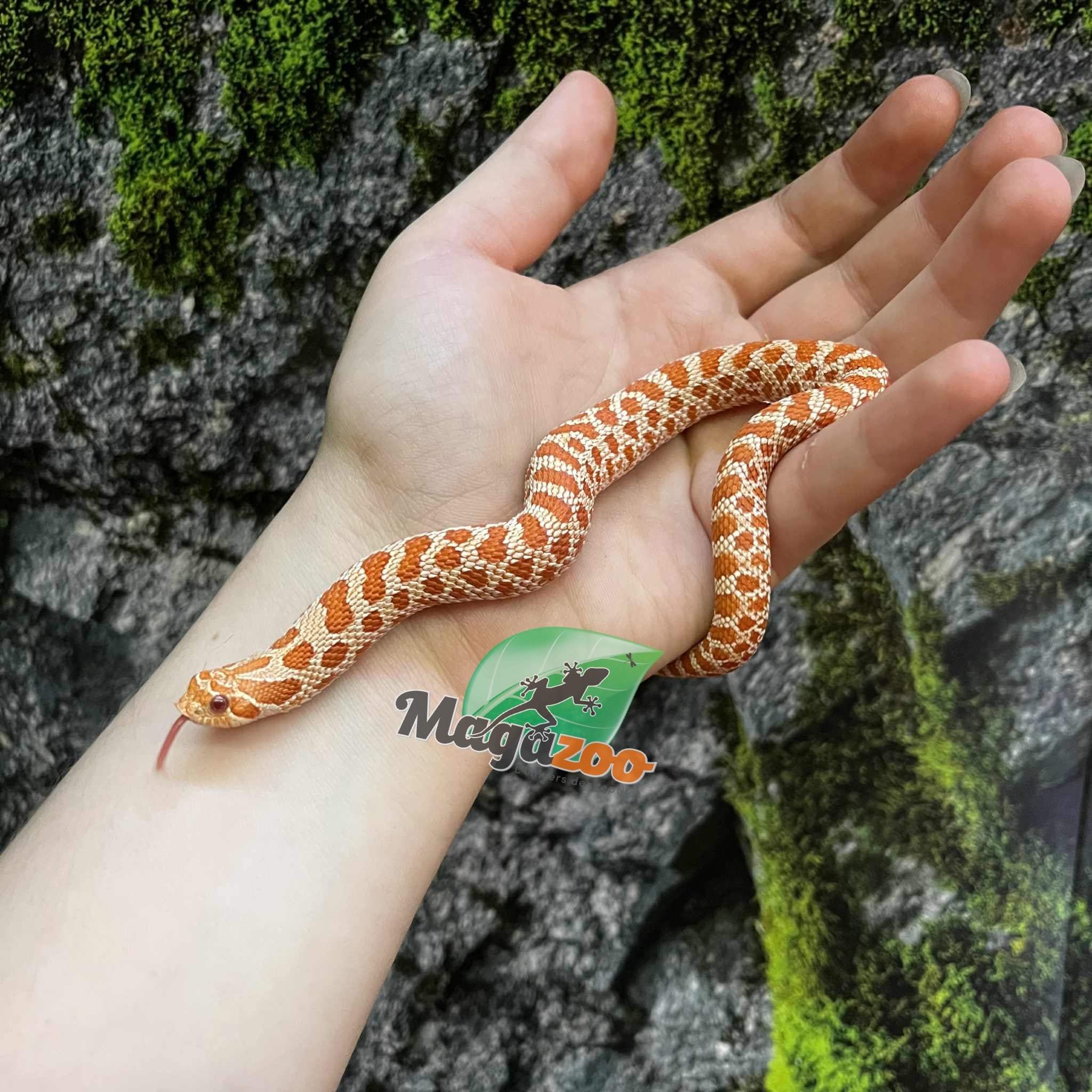 Magazoo Extreme Red Albino, Western Hognose 2024
