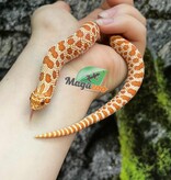 Magazoo Extreme Red Albino, Western Hognose 2024