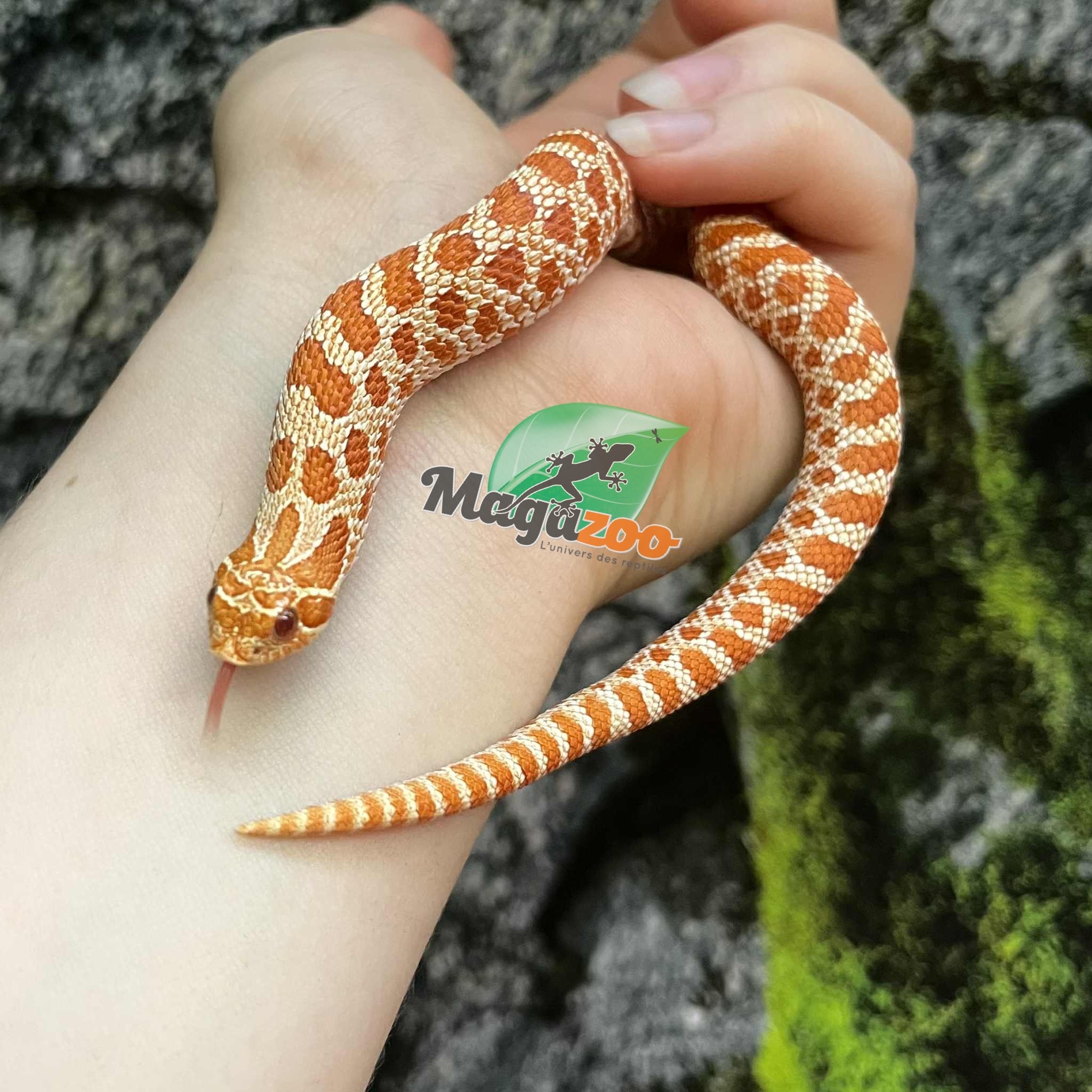 Magazoo Extreme Red Albino, Western Hognose 2024