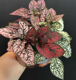 Magazoo Hypoestes Phyllostachya 'Tricolor' Plant