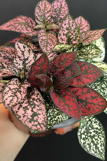 Magazoo Plante Hypoestes Phyllostachya 'Tricolor'