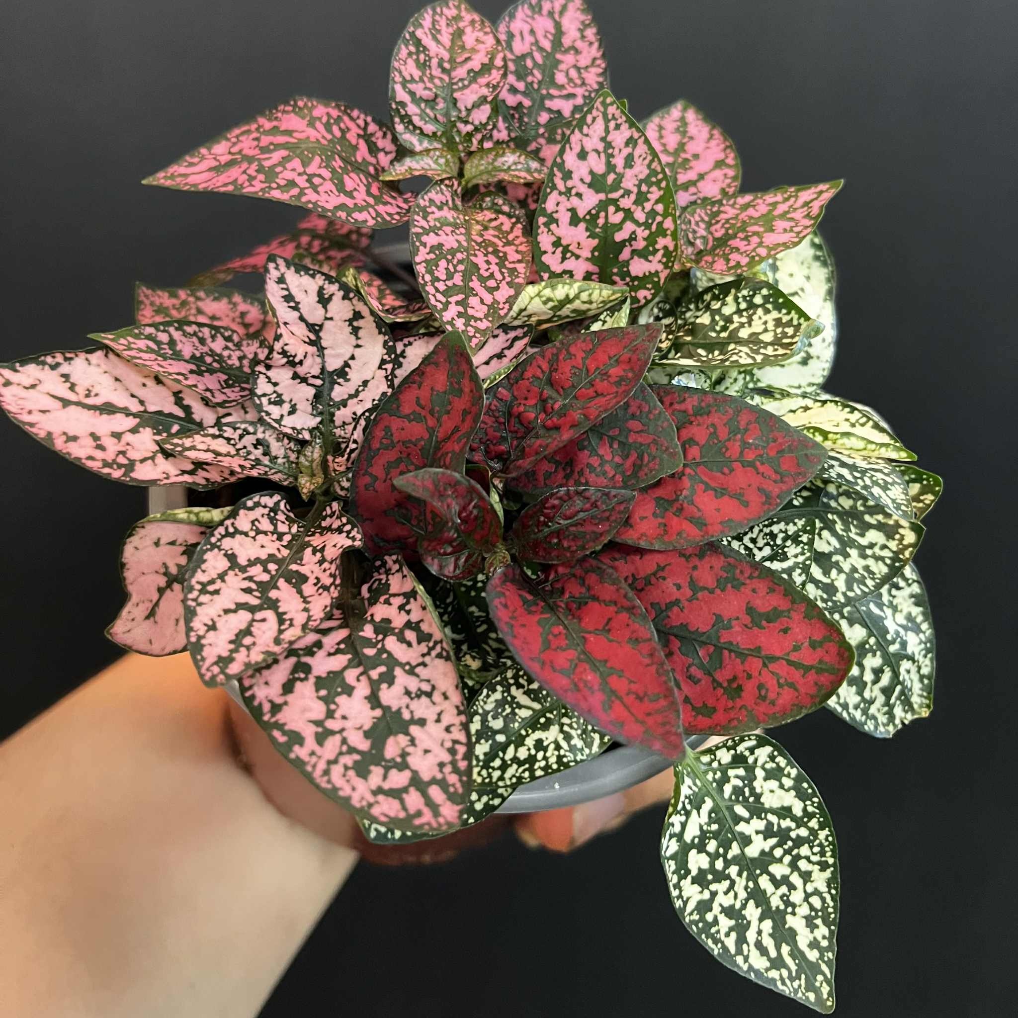 Magazoo Hypoestes Phyllostachya 'Tricolor' Plant