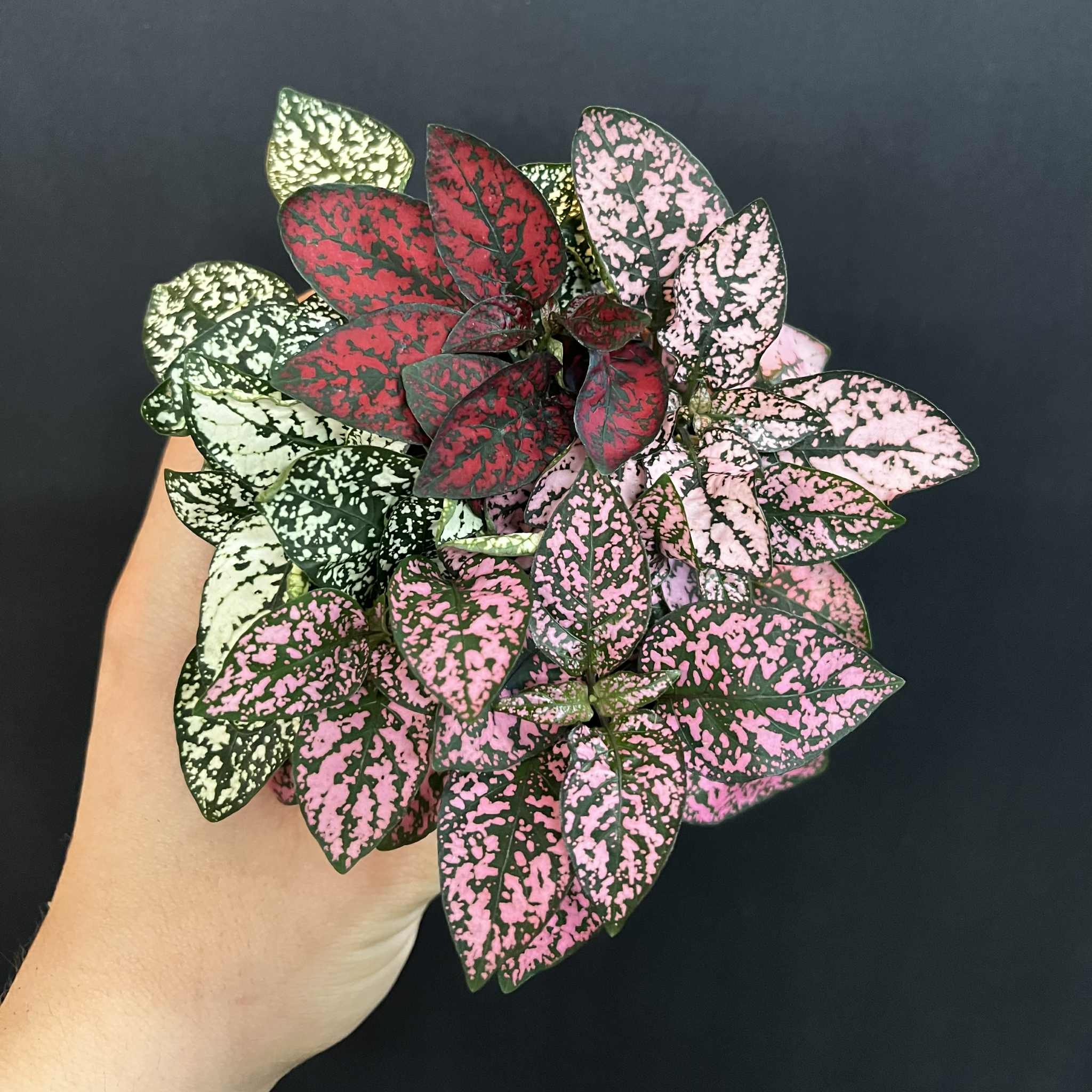 Magazoo Plante Hypoestes Phyllostachya 'Tricolor'