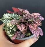 Magazoo Plante Hypoestes Phyllostachya 'Tricolor'