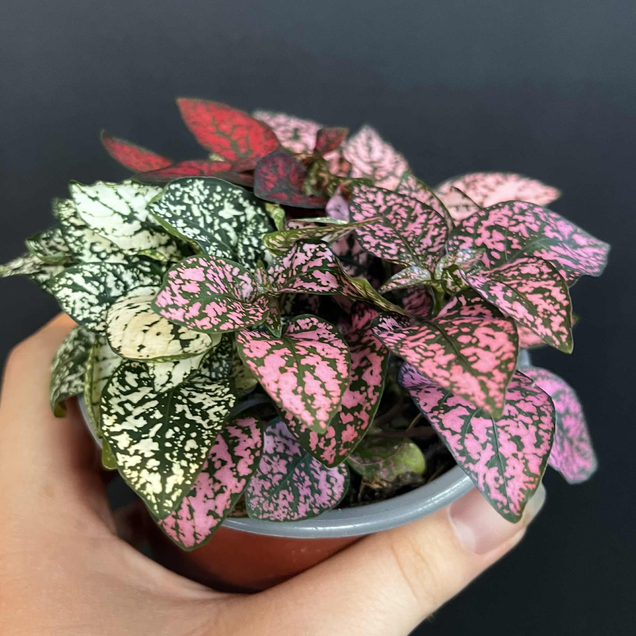 Magazoo Hypoestes Phyllostachya 'Tricolor' Plant