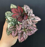 Magazoo Plante Hypoestes Phyllostachya 'Tricolor'