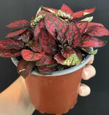 Magazoo Plante Hypoestes Phyllostachya 'Rouge' 10cm