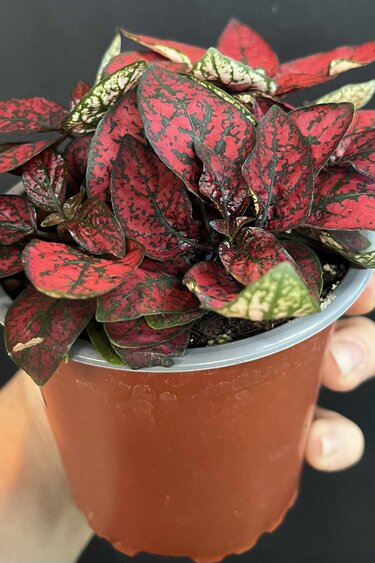 Magazoo Hypoestes Phyllostachya Plant 'Red'