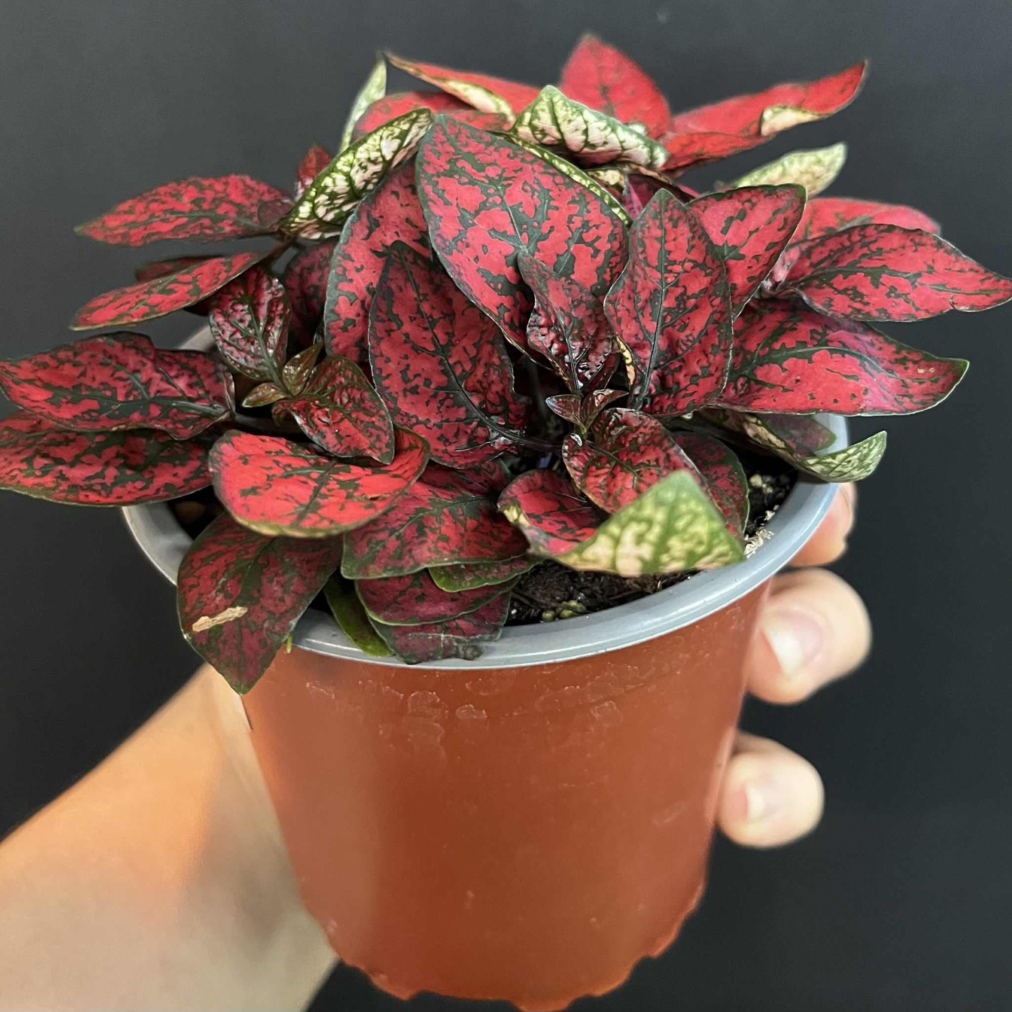 Magazoo Hypoestes Phyllostachya Plant 'Red'