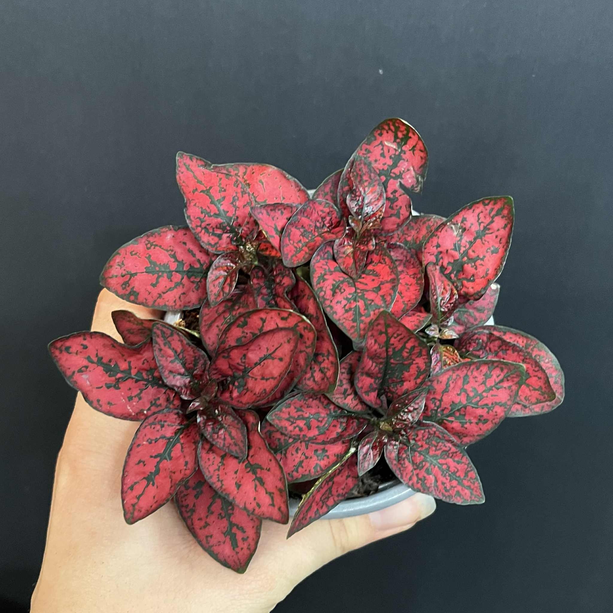 Magazoo Hypoestes Phyllostachya Plant 'Red'