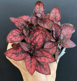 Magazoo Hypoestes Phyllostachya Plant 'Red'