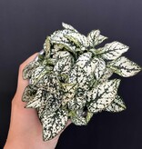 Magazoo Plante Hypoestes Phyllostachya 'Blanc'