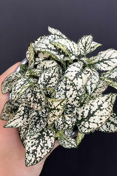 Magazoo Hypoestes Phyllostachya 'White' Plant