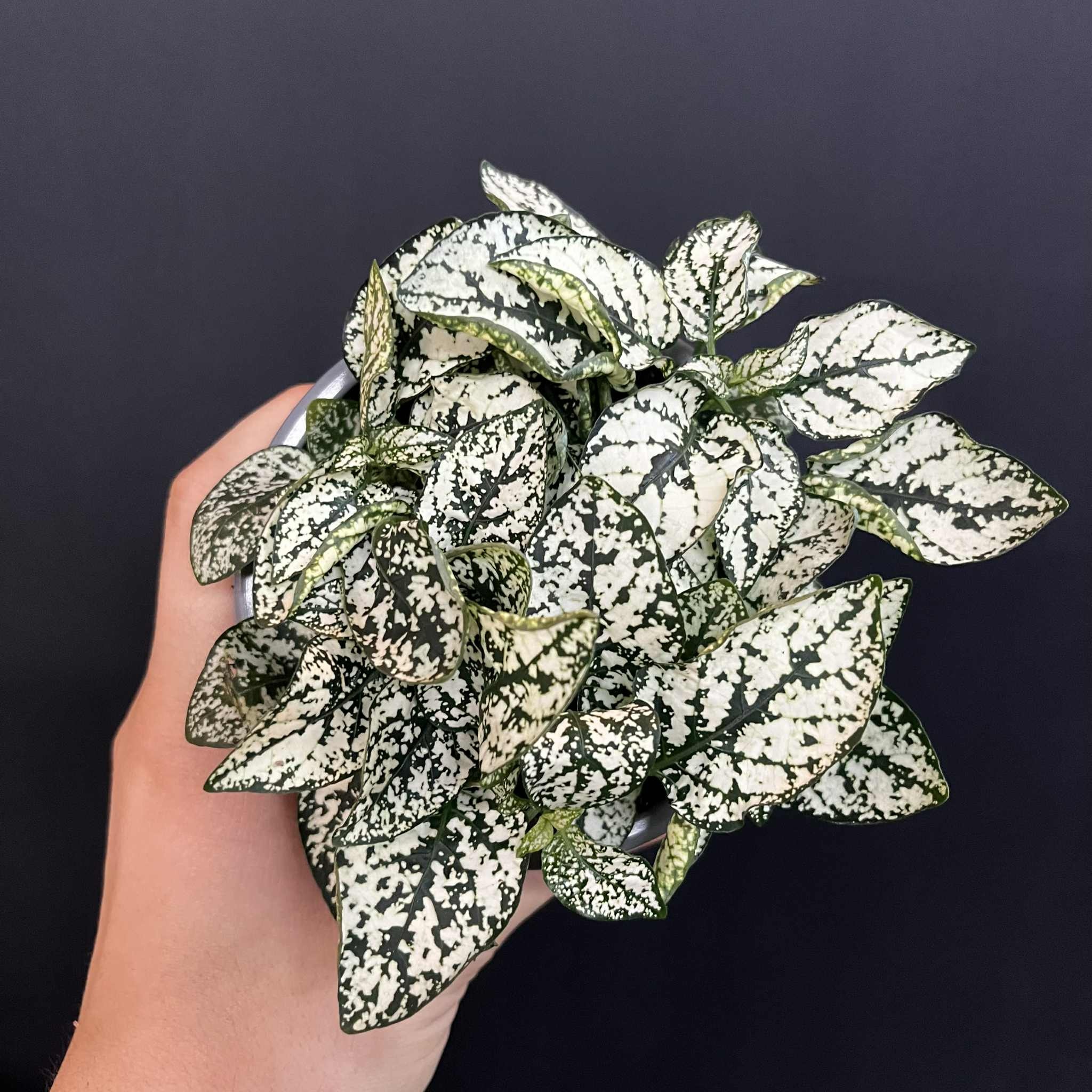 Magazoo Hypoestes Phyllostachya 'White' Plant