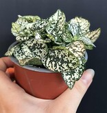 Magazoo Hypoestes Phyllostachya 'White' Plant