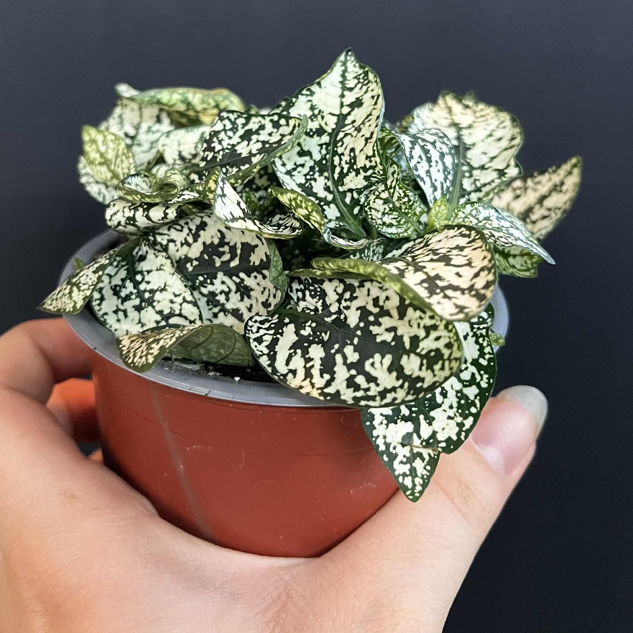 Magazoo Plante Hypoestes Phyllostachya 'Blanc'