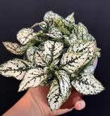 Magazoo Plante Hypoestes Phyllostachya 'Blanc'