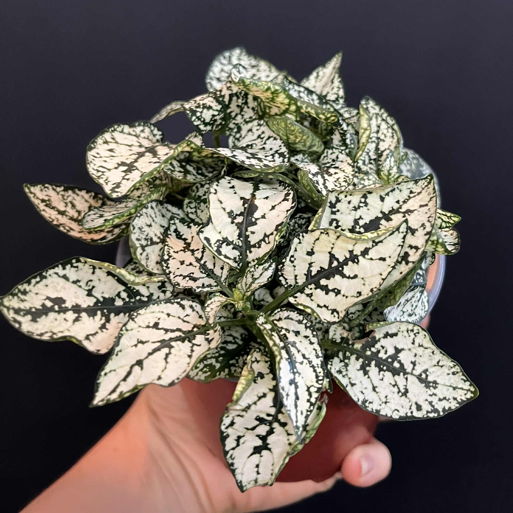 Magazoo Hypoestes Phyllostachya 'White' Plant