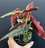 Magazoo Plante Begonia Maculata 'Wightii' (pot 9 cm)