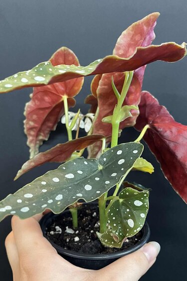 Magazoo Plante Begonia Maculata 'Wightii' (pot 9 cm)
