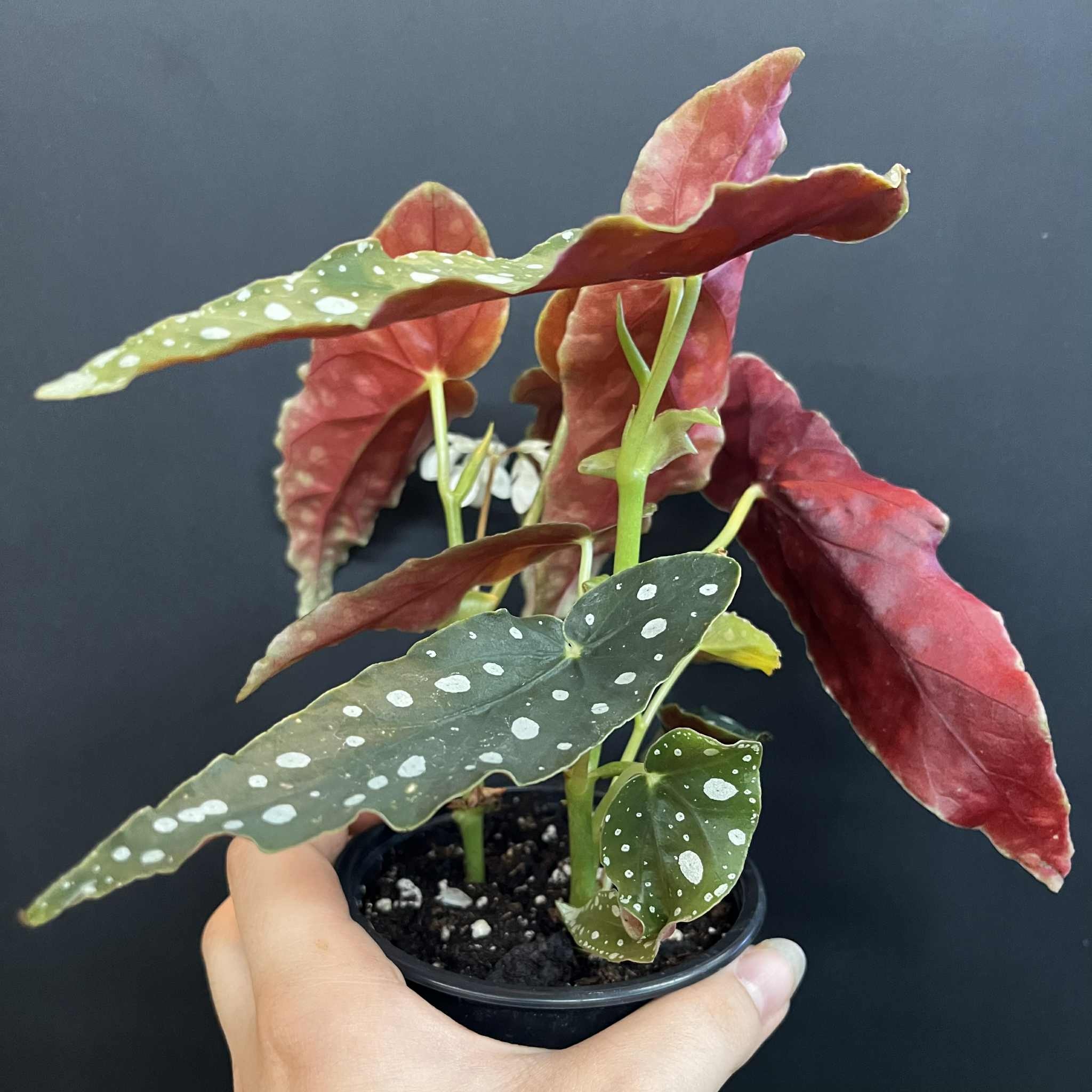 Magazoo Plante Begonia Maculata 'Wightii' (pot 9 cm)