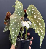 Magazoo Plante Begonia Maculata 'Wightii' (pot 9 cm)