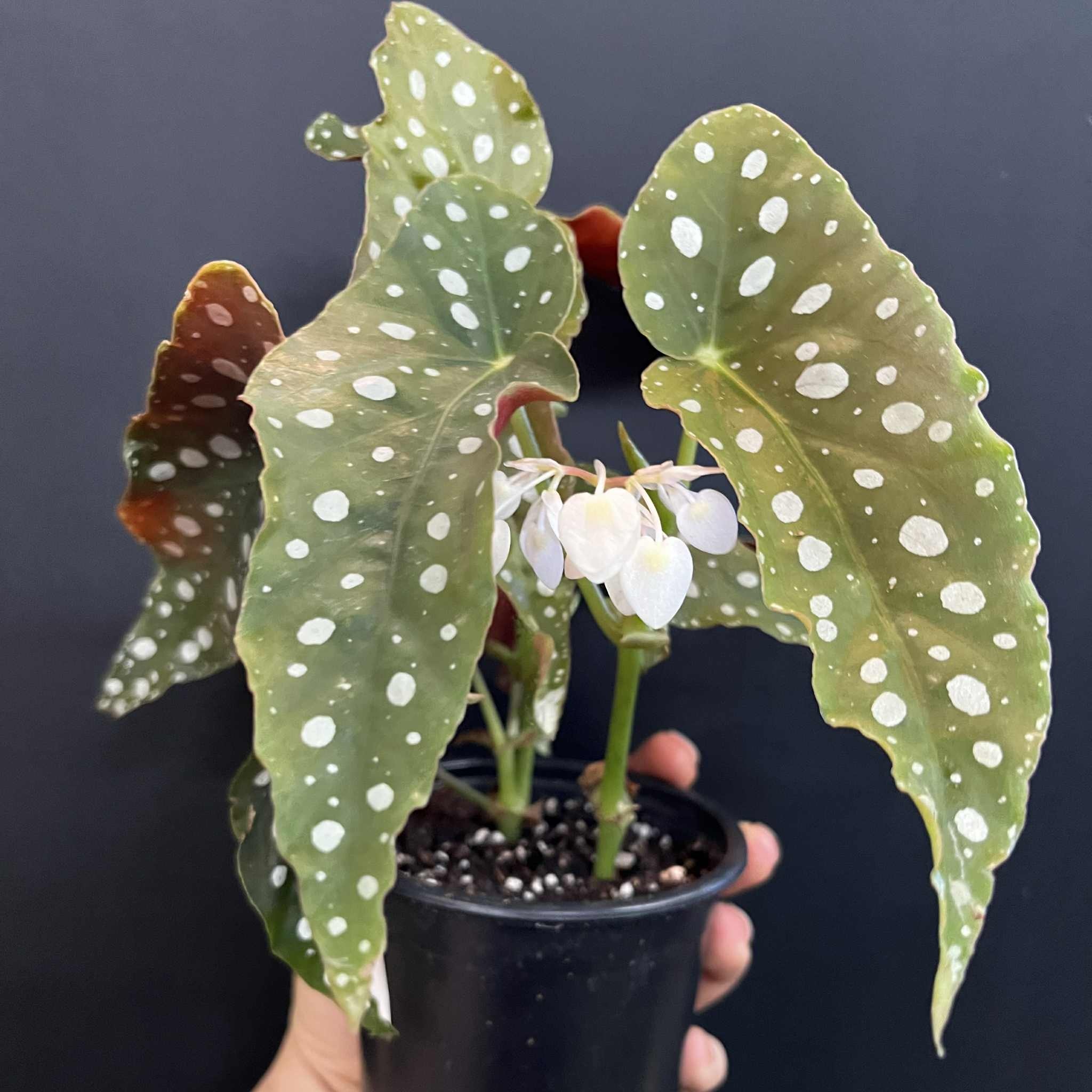 Magazoo Plante Begonia Maculata 'Wightii' (pot 9 cm)