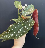 Magazoo Plante Begonia Maculata 'Wightii' (pot 9 cm)