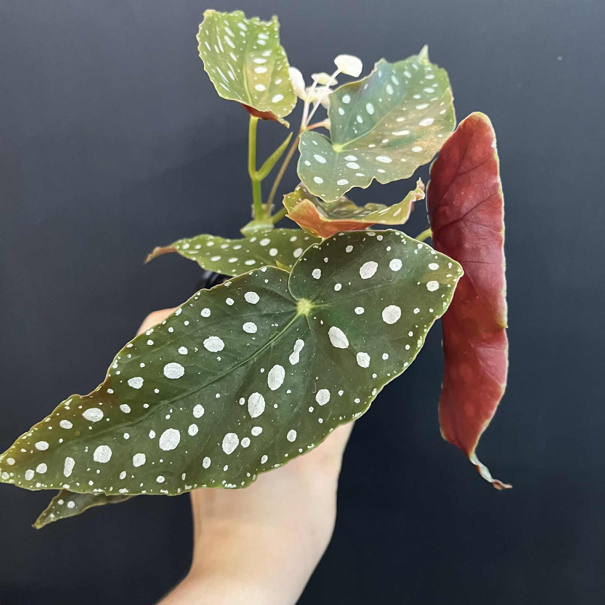 Magazoo Plante Begonia Maculata 'Wightii' (pot 9 cm)