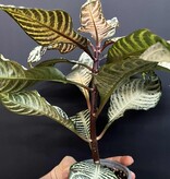 Magazoo Aphelandra Squaroza 'Snowflake' Plant | Aphelandra Zebra - 10 cm