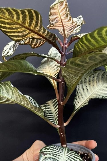 Magazoo Plante Aphelandra Squaroza 'Snowflake' | Aphelandra Zebra - 10 cm