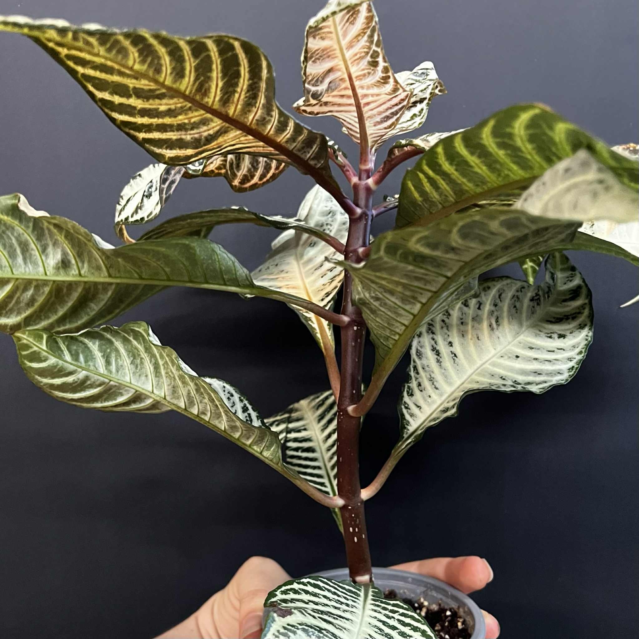 Magazoo Aphelandra Squaroza 'Snowflake' Plant | Aphelandra Zebra - 10 cm