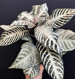 Magazoo Plante Aphelandra Squaroza 'Snowflake' | Aphelandra Zebra - 10 cm